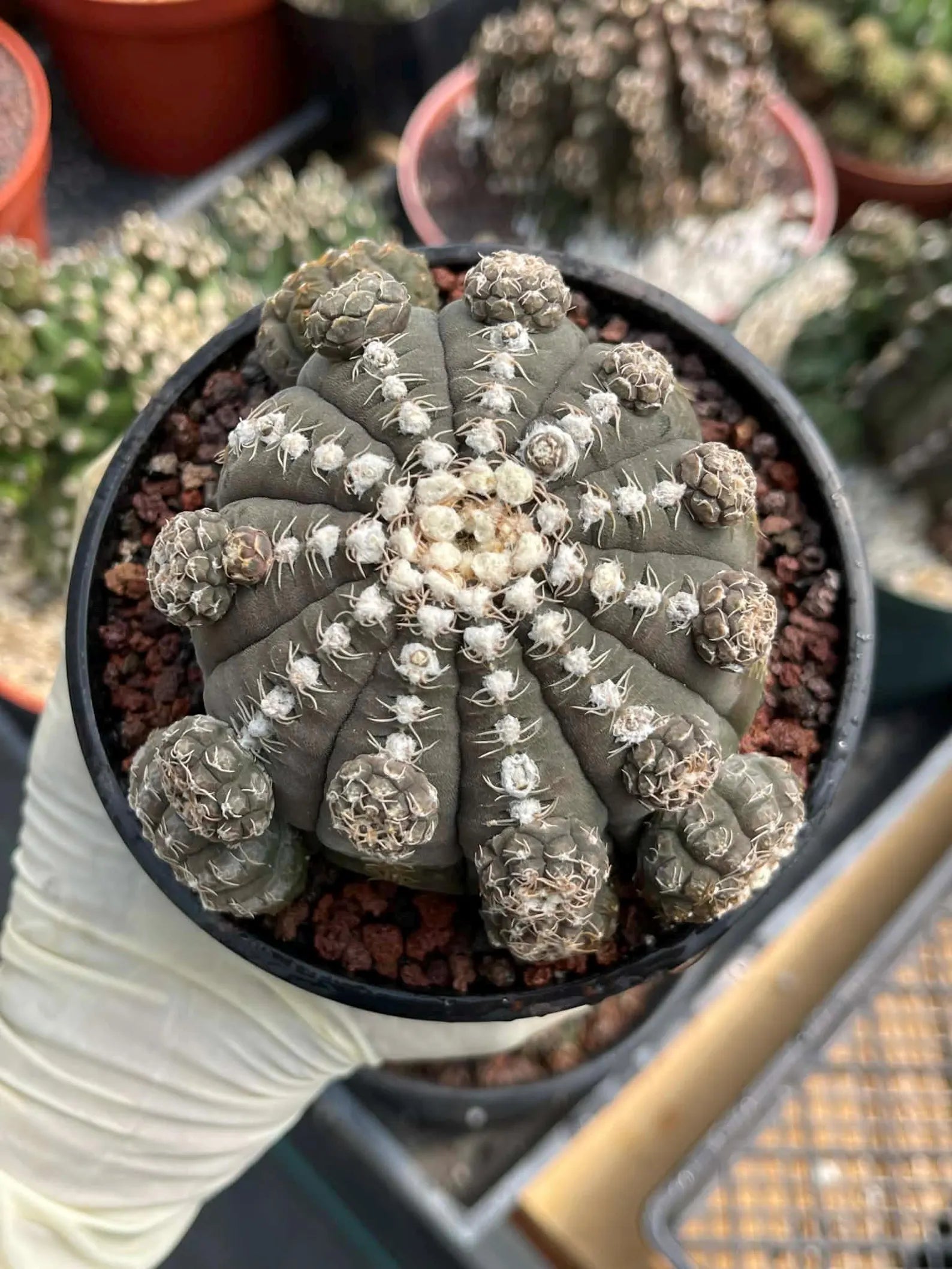 Gymnocalycium Ragonesei Cluster Rare Live Cactus – Seed Grown Exact Plant #293
