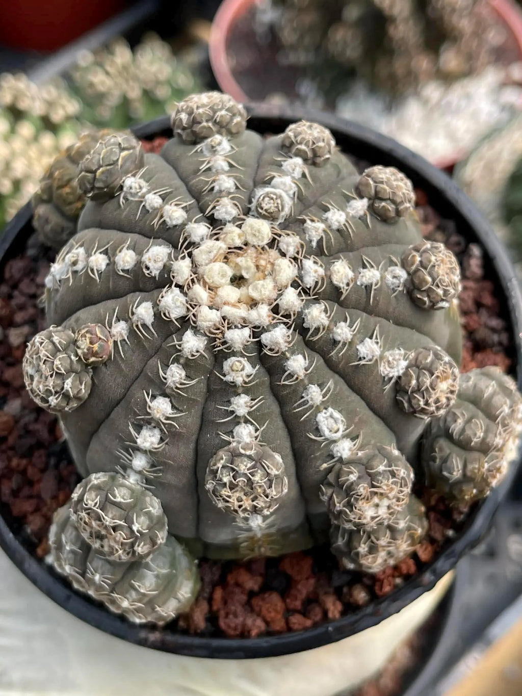 Gymnocalycium Ragonesei Cluster Rare Live Cactus – Seed Grown Exact Plant #293