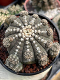 Gymnocalycium Ragonesei Cluster Rare Live Cactus – Seed Grown Exact Plant #293