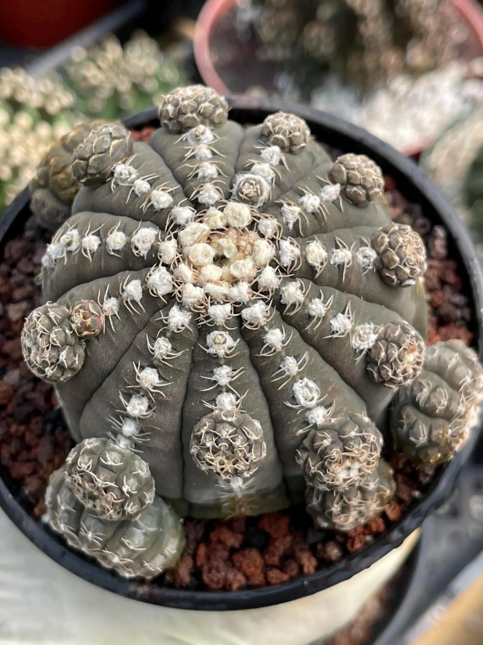 Gymnocalycium Ragonesei Cluster Rare Live Cactus – Seed Grown Exact Plant #293