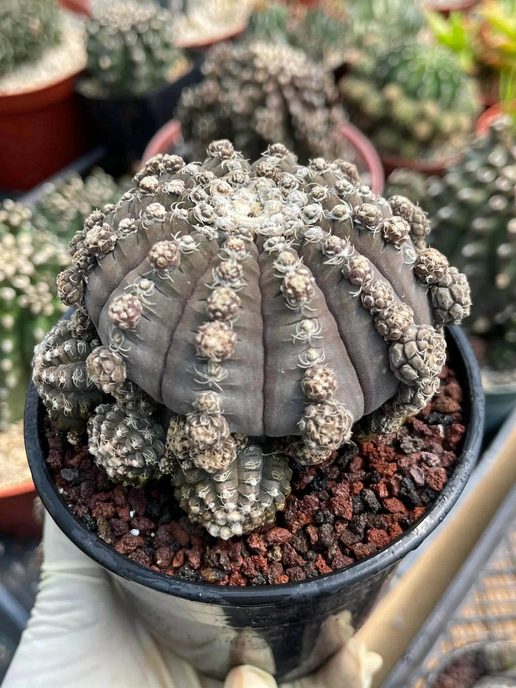Gymnocalycium Ragonesei Cluster Rare Live Cactus – Seed Grown Exact Plant #293