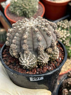 Gymnocalycium Ragonesei Cluster Rare Live Cactus – Seed Grown Exact Plant #293