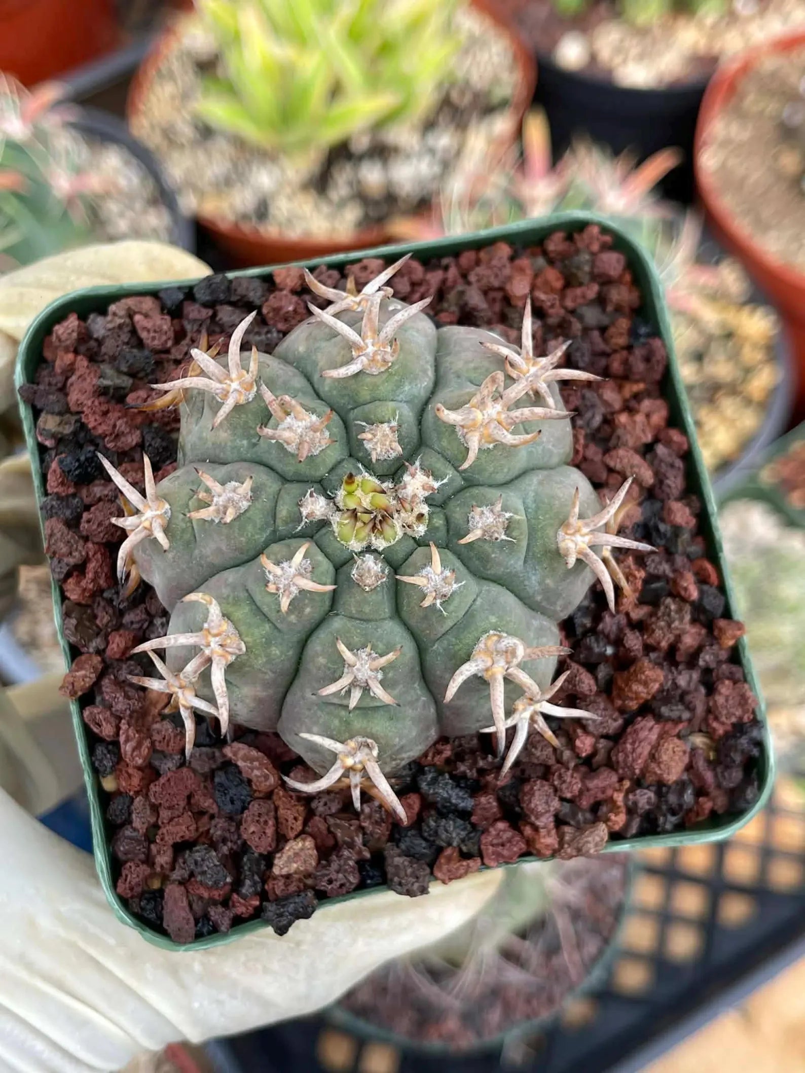 Gymnocalycium Spegazzinii Unguispinum – Rare Collector Cactus