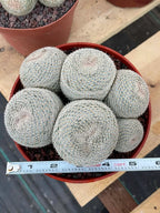 Mammillaria Perbella Cluster | Rare Specimen Cactus #389