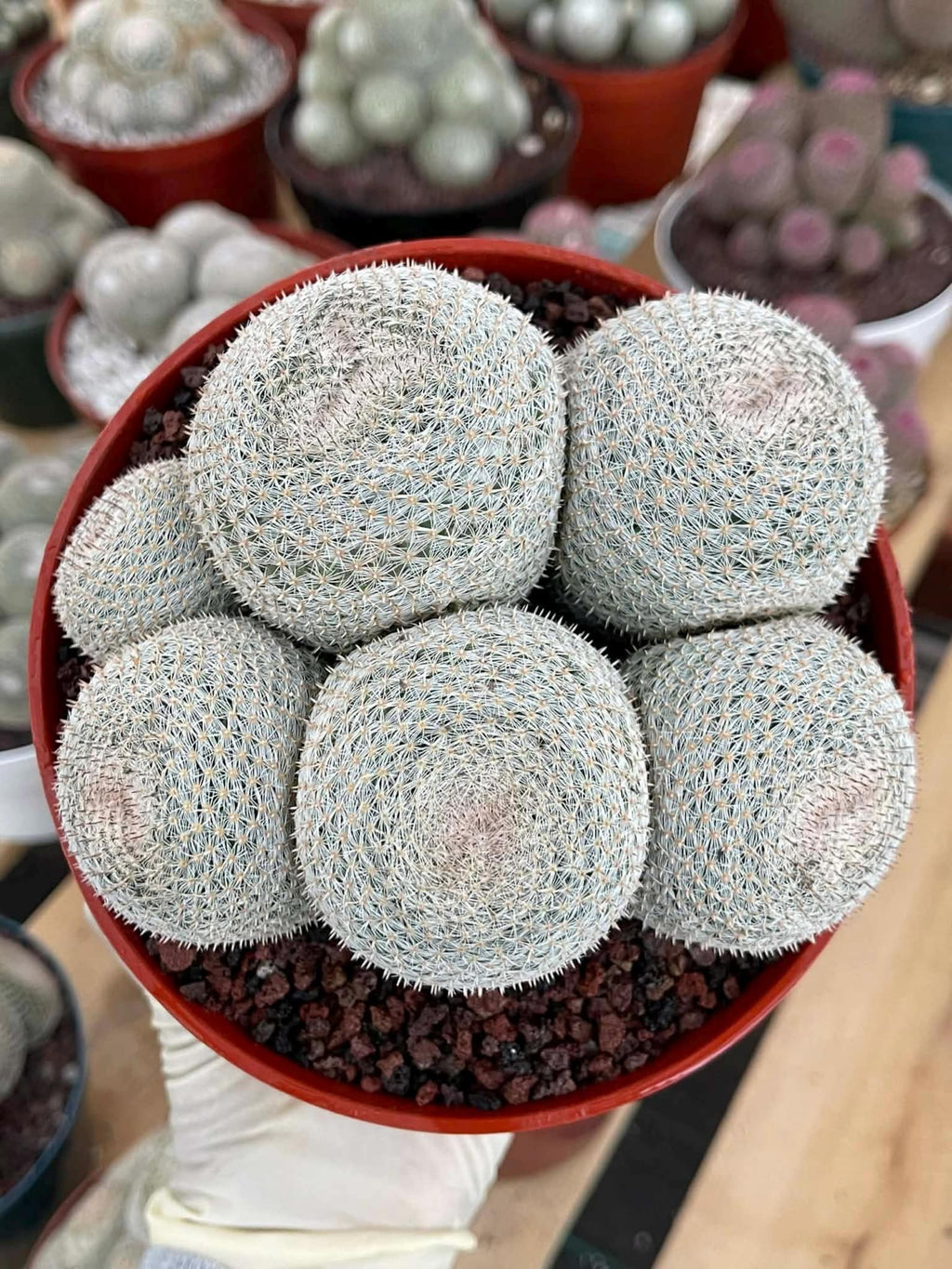 Mammillaria Perbella Cluster | Rare Specimen Cactus #389