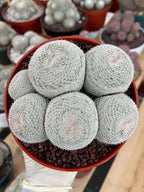 Mammillaria Perbella Cluster | Rare Specimen Cactus #389