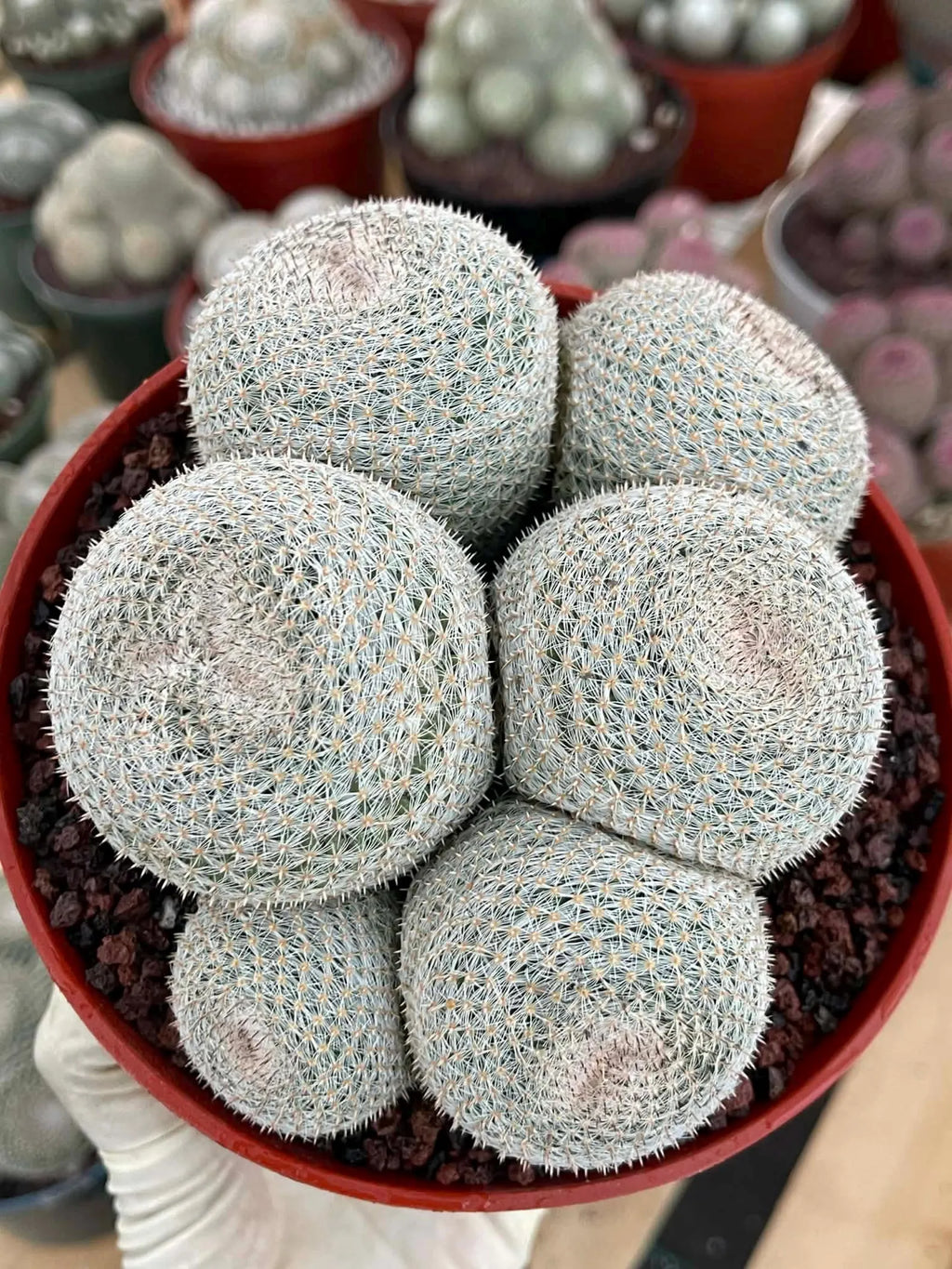 Mammillaria Perbella Cluster Cactus #389