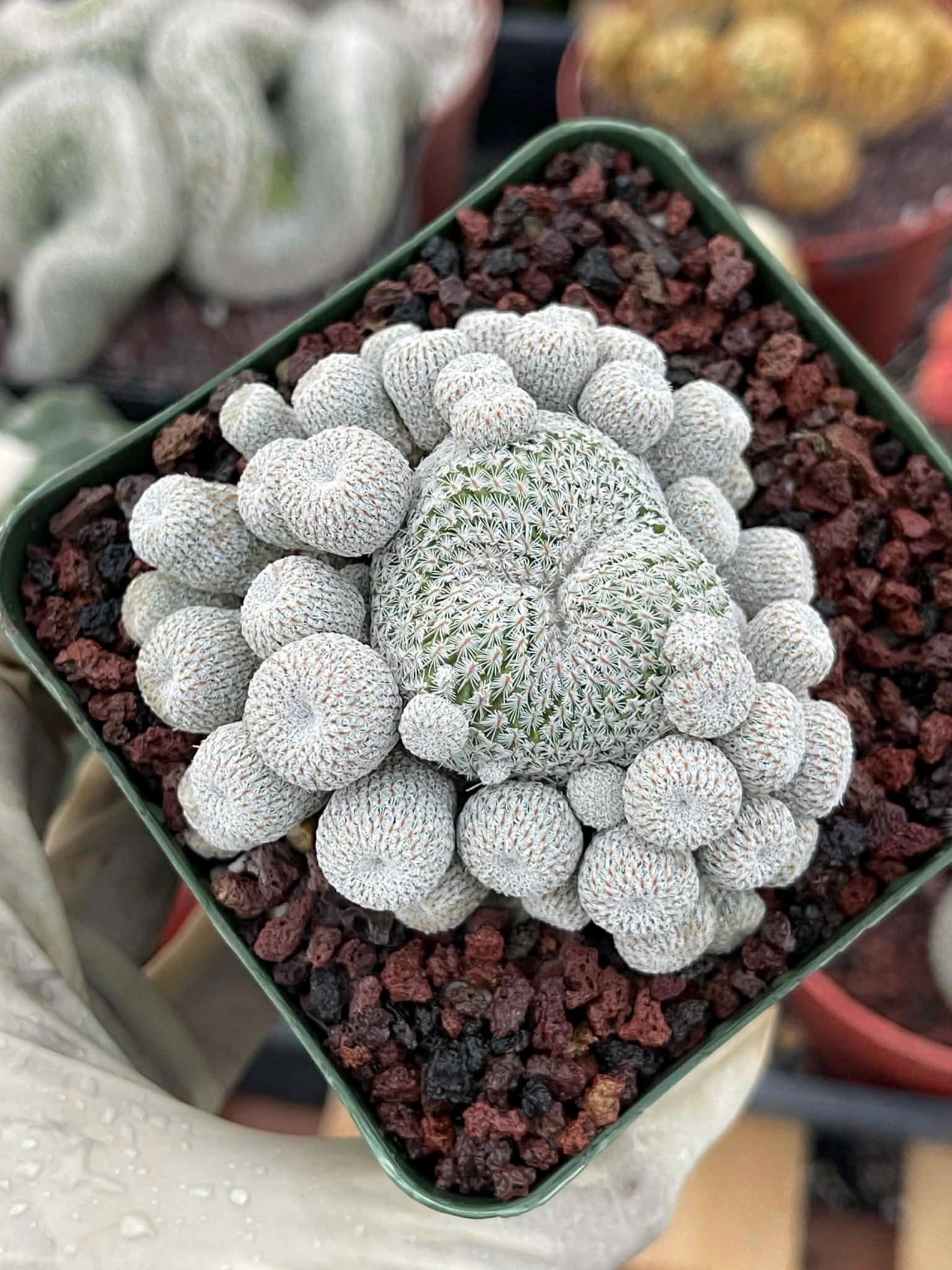 Epithelantha Micromeris Cluster #391 | Rare Live Cactus | Miniature Collector Cactus | 3.5" Pot Reference