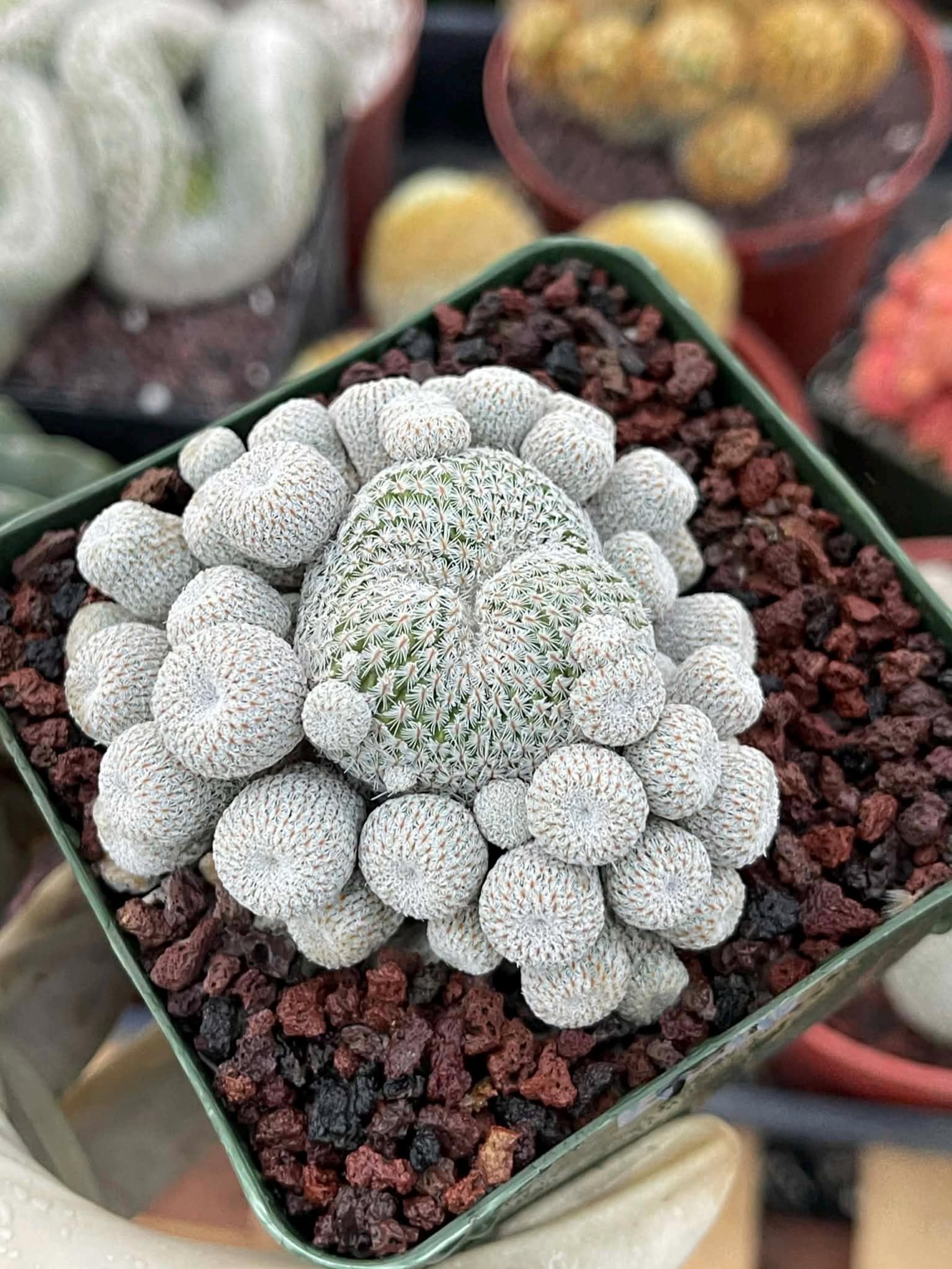 Epithelantha Micromeris Cluster #391 | Rare Live Cactus | Miniature Collector Cactus | 3.5" Pot Reference