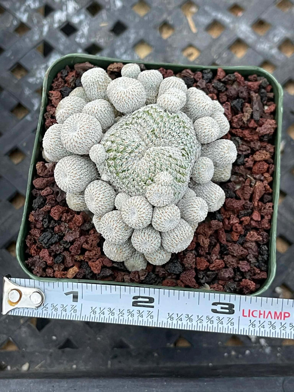 Epithelantha Micromeris Cluster #391 | Rare Live Cactus | Miniature Collector Cactus | 3.5" Pot Reference