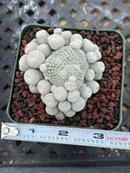 Epithelantha Micromeris Cluster #391 | Rare Live Cactus | Miniature Collector Cactus | 3.5" Pot Reference