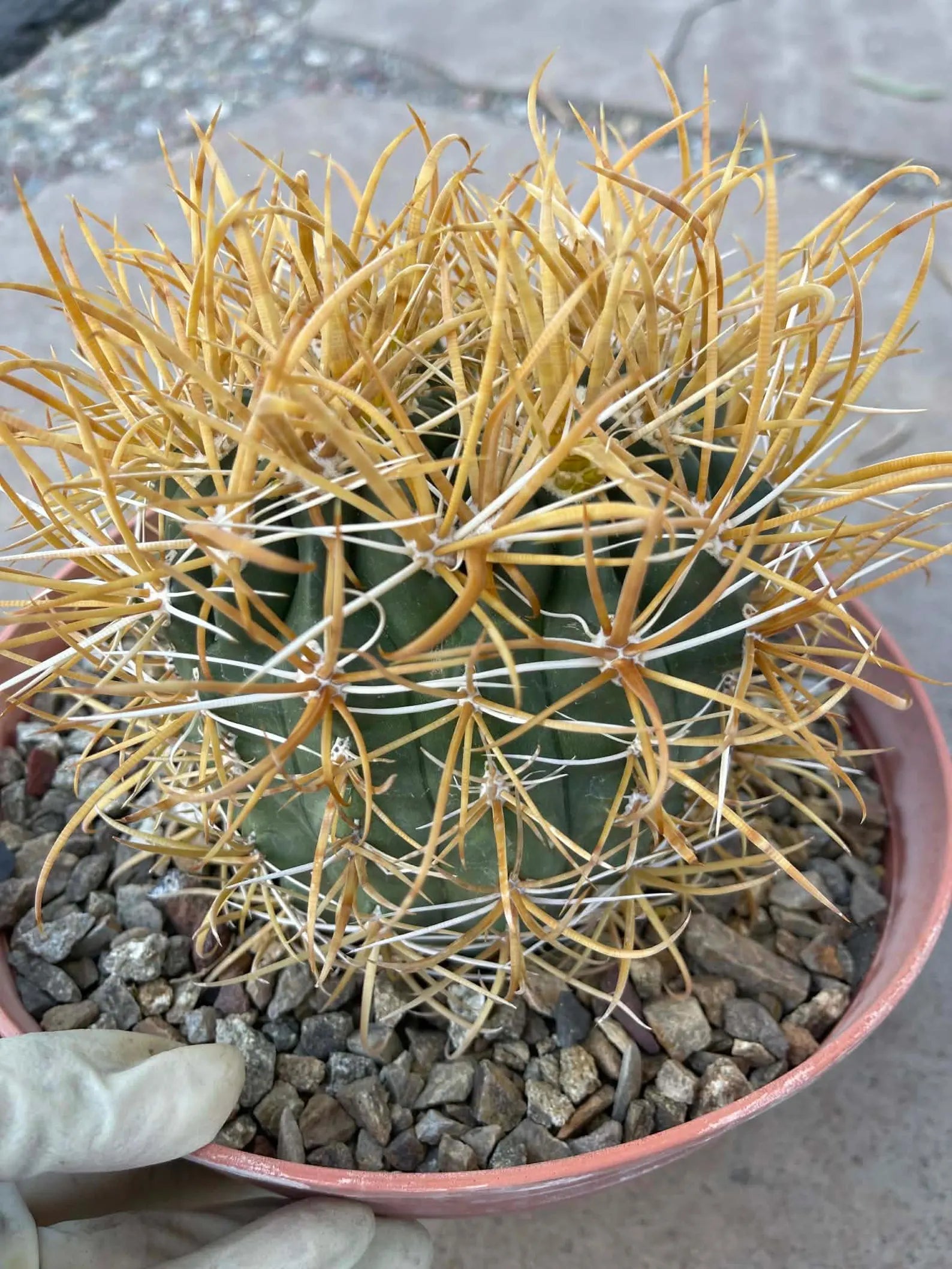 Ferocactus Chrysacanthus – Rare Golden Island Barrel Cactus