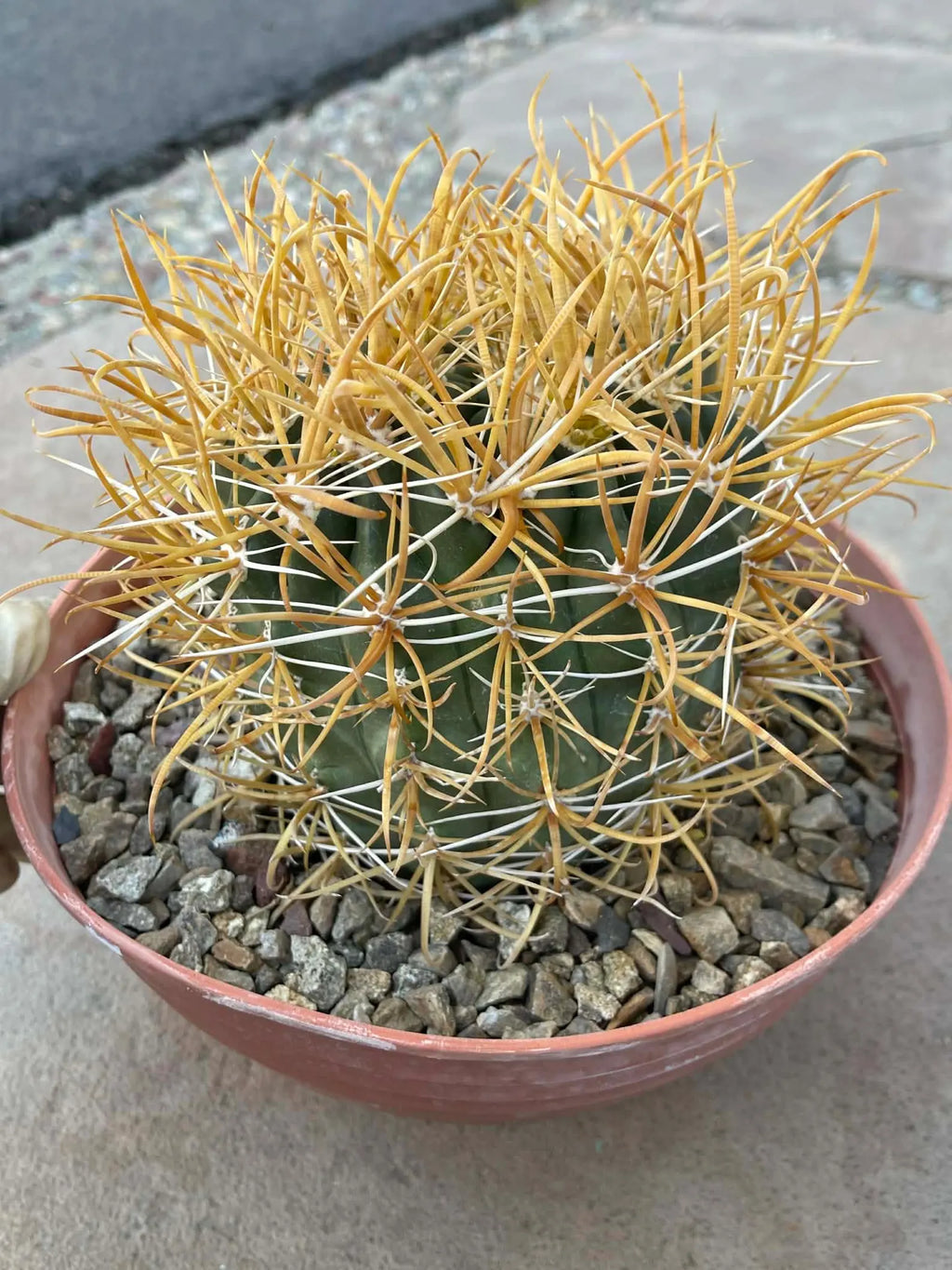 Ferocactus Chrysacanthus – Rare Golden Island Barrel Cactus