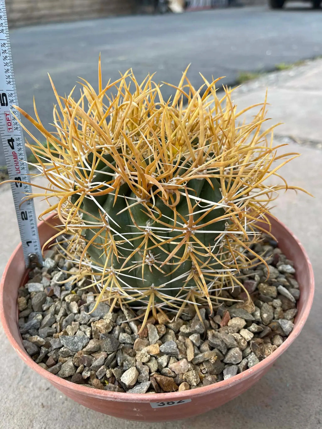 Ferocactus Chrysacanthus – Rare Golden Island Barrel Cactus
