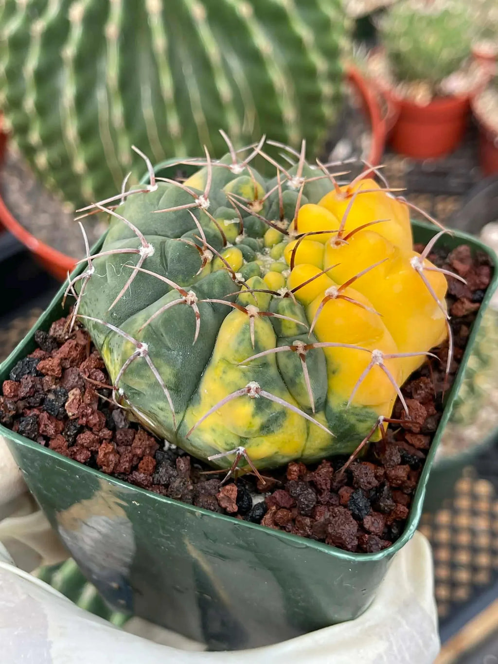 Variegated Gymnocalycium Ochoterenae Live Cactus | Rare Pink Variegated Plant | Exact Plant #313
