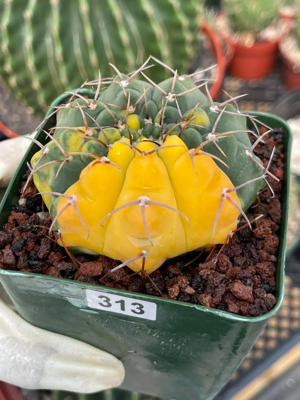Variegated Gymnocalycium Ochoterenae Live Cactus | Rare Pink Variegated Plant | Exact Plant #313