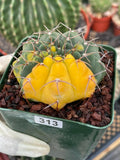 Variegated Gymnocalycium Ochoterenae Live Cactus | Rare Pink Variegated Plant | Exact Plant #313