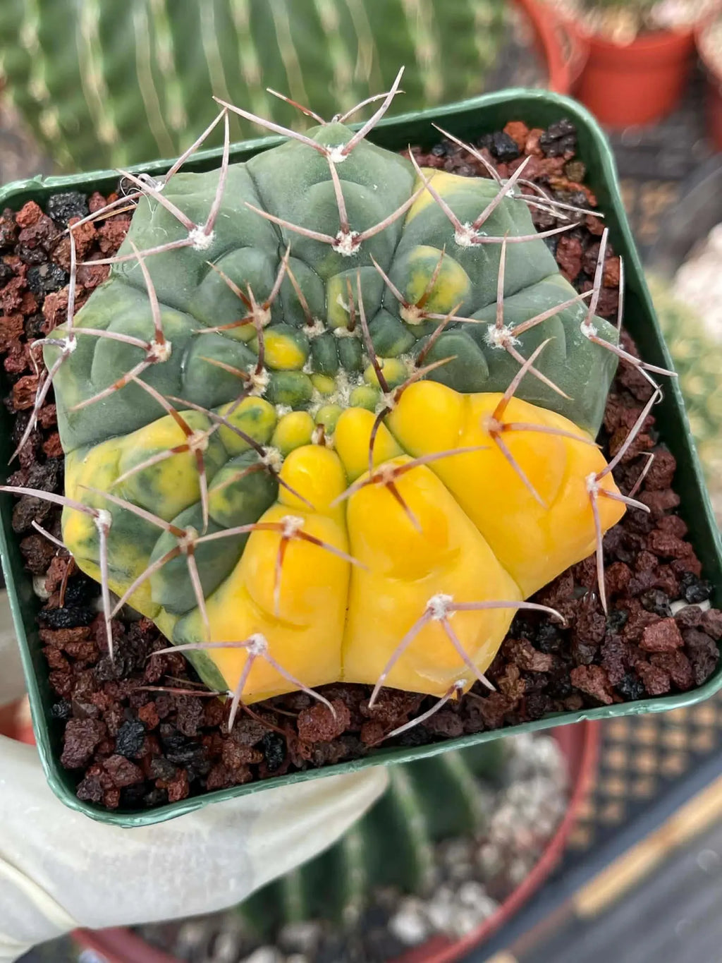 Variegated Gymnocalycium Ochoterenae Live Cactus | Rare Pink Variegated Plant | Exact Plant #313