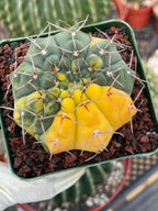 Variegated Gymnocalycium Ochoterenae Live Cactus | Rare Pink Variegated Plant | Exact Plant #313