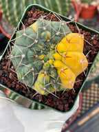 Variegated Gymnocalycium Ochoterenae Live Cactus | Rare Pink Variegated Plant | Exact Plant #313