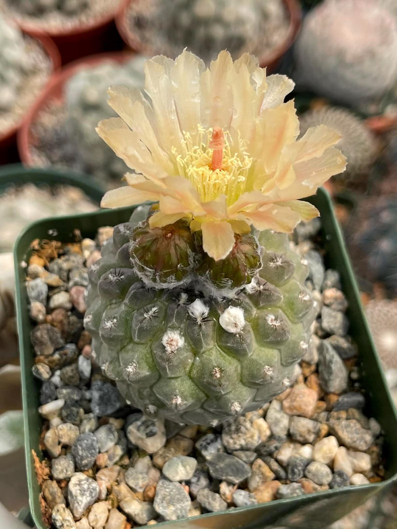 Neochilenia Napina Live Cactus Plant | Rare Chilean Cactus Succulent | Collector Desert Plant
