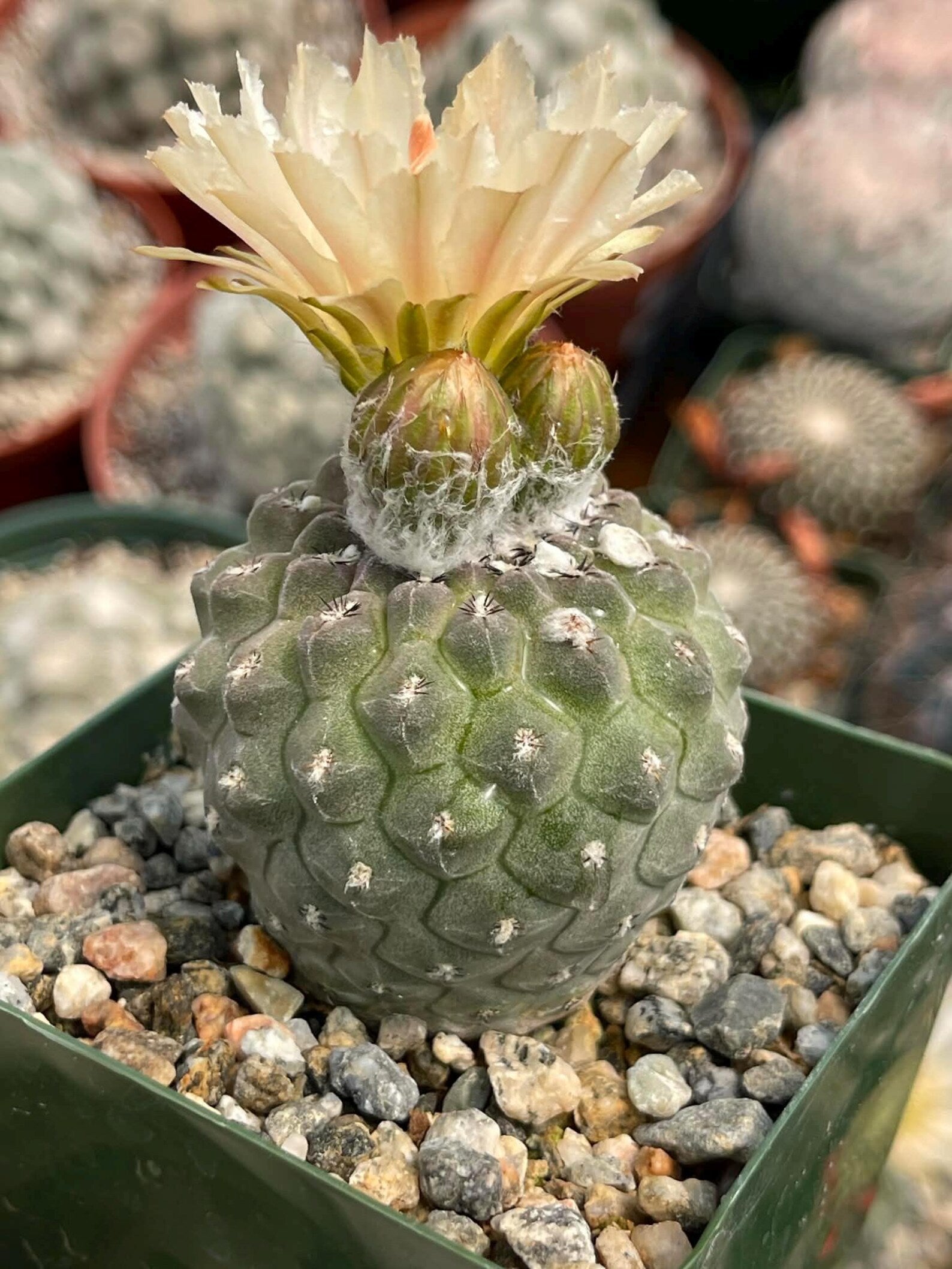Neochilenia Napina Live Cactus Plant | Rare Chilean Cactus Succulent | Collector Desert Plant