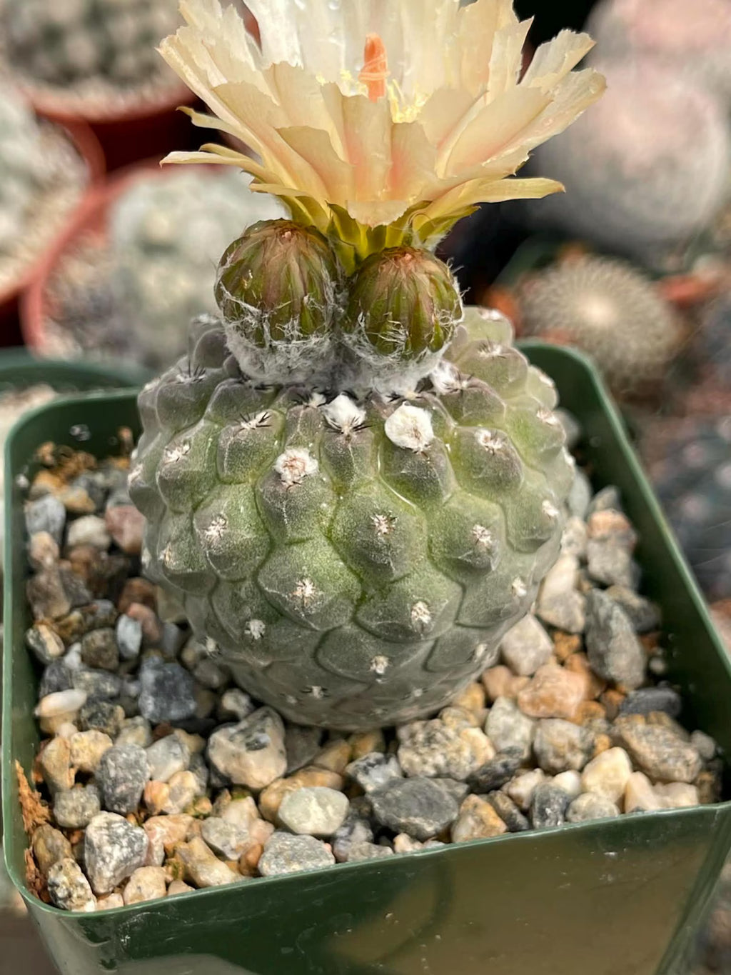 Neochilenia Napina Live Cactus Plant | Rare Chilean Cactus Succulent | Collector Desert Plant