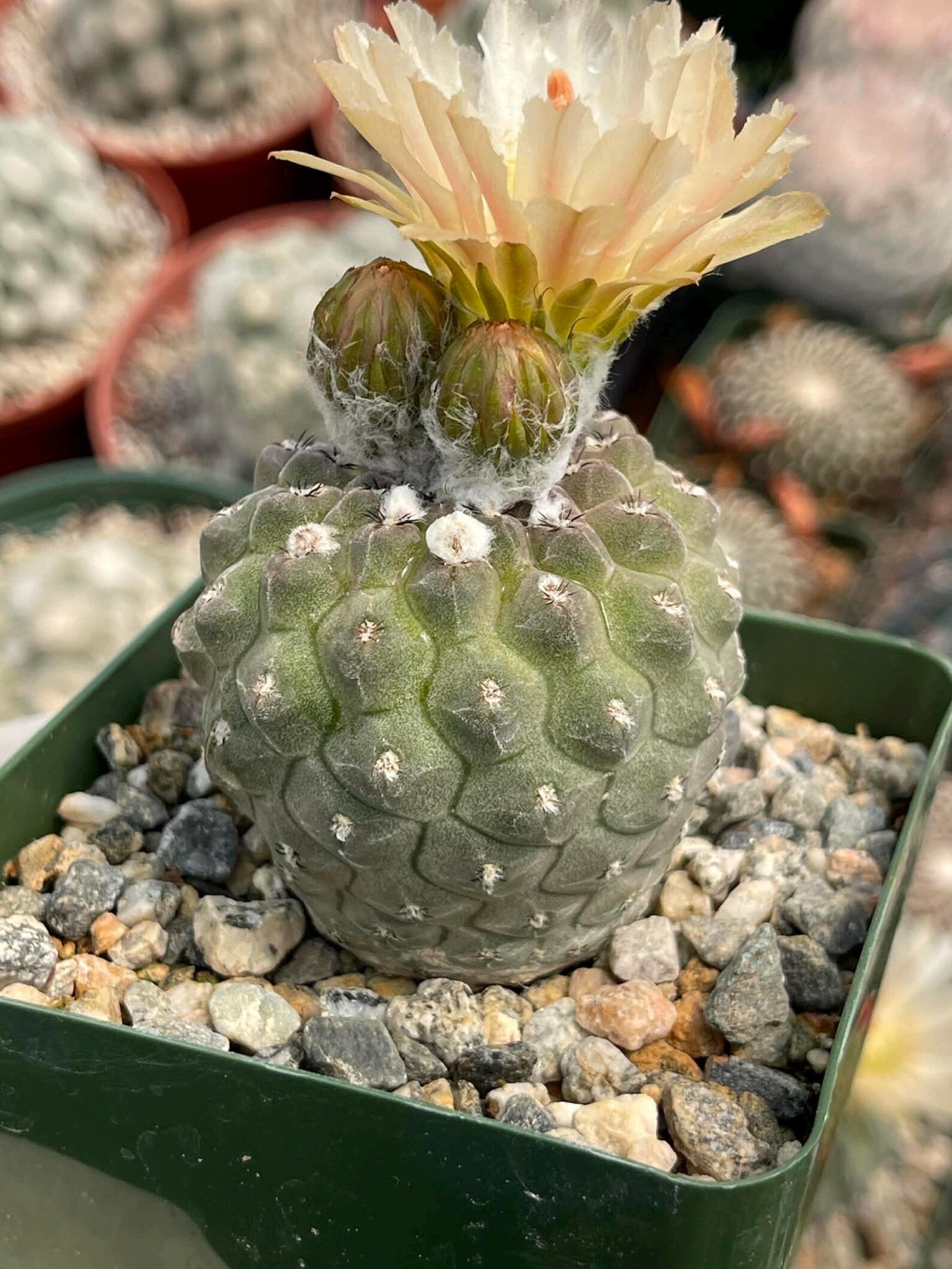 Neochilenia Napina Live Cactus Plant | Rare Chilean Cactus Succulent | Collector Desert Plant