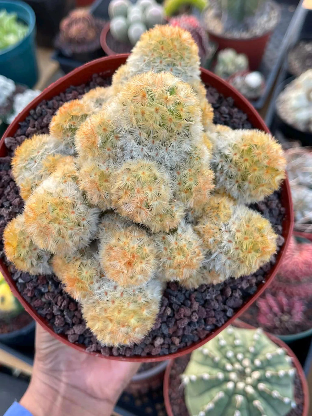 Mammillaria Carmenae Buddha Cluster Cactus – Rare Live Plant #319