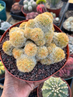 Mammillaria Carmenae Buddha Cluster Cactus – Rare Live Plant #319