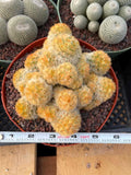 Mammillaria Carmenae Buddha Cluster Cactus – Rare Live Plant #319