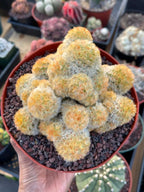 Mammillaria Carmenae Buddha Cluster Cactus – Rare Live Plant #319