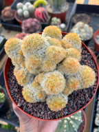 Mammillaria Carmenae Buddha Cluster Cactus – Rare Live Plant #319