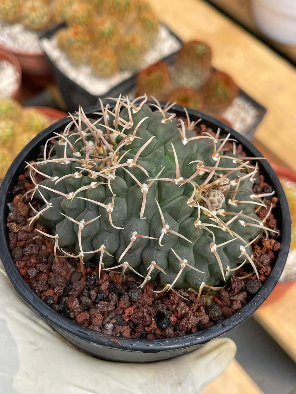Crested Gymnocalycium Vatteri #397 | Rare Live Crested Cactus