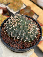 Crested Gymnocalycium Vatteri #397 | Rare Live Crested Cactus