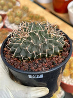 Crested Gymnocalycium Vatteri #397 | Rare Live Crested Cactus