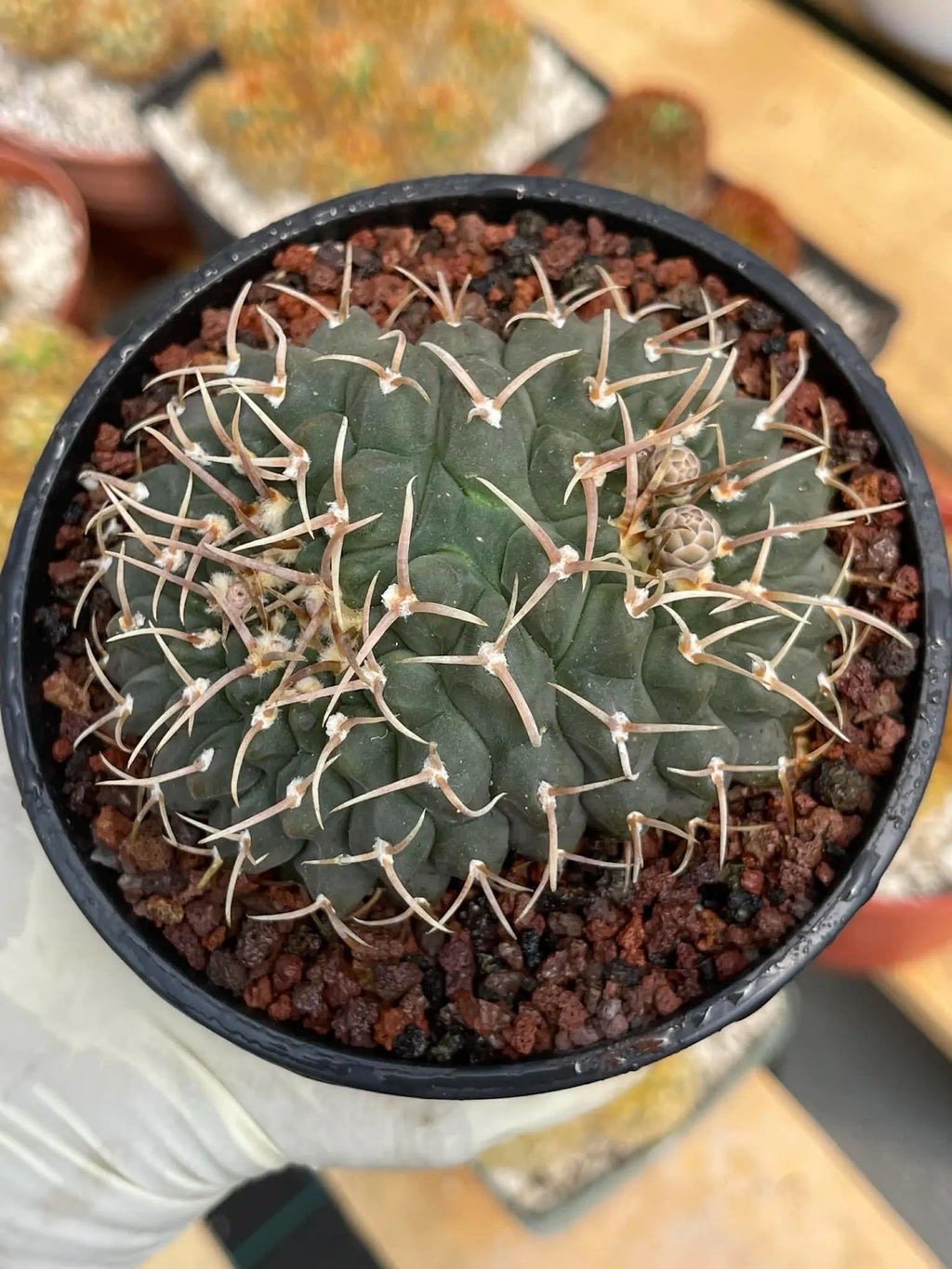 Crested Gymnocalycium Vatteri #397 | Rare Live Crested Cactus