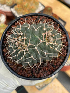 Crested Gymnocalycium Vatteri #397 | Rare Live Crested Cactus