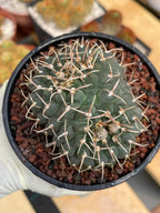 Crested Gymnocalycium Vatteri #397 | Rare Live Crested Cactus