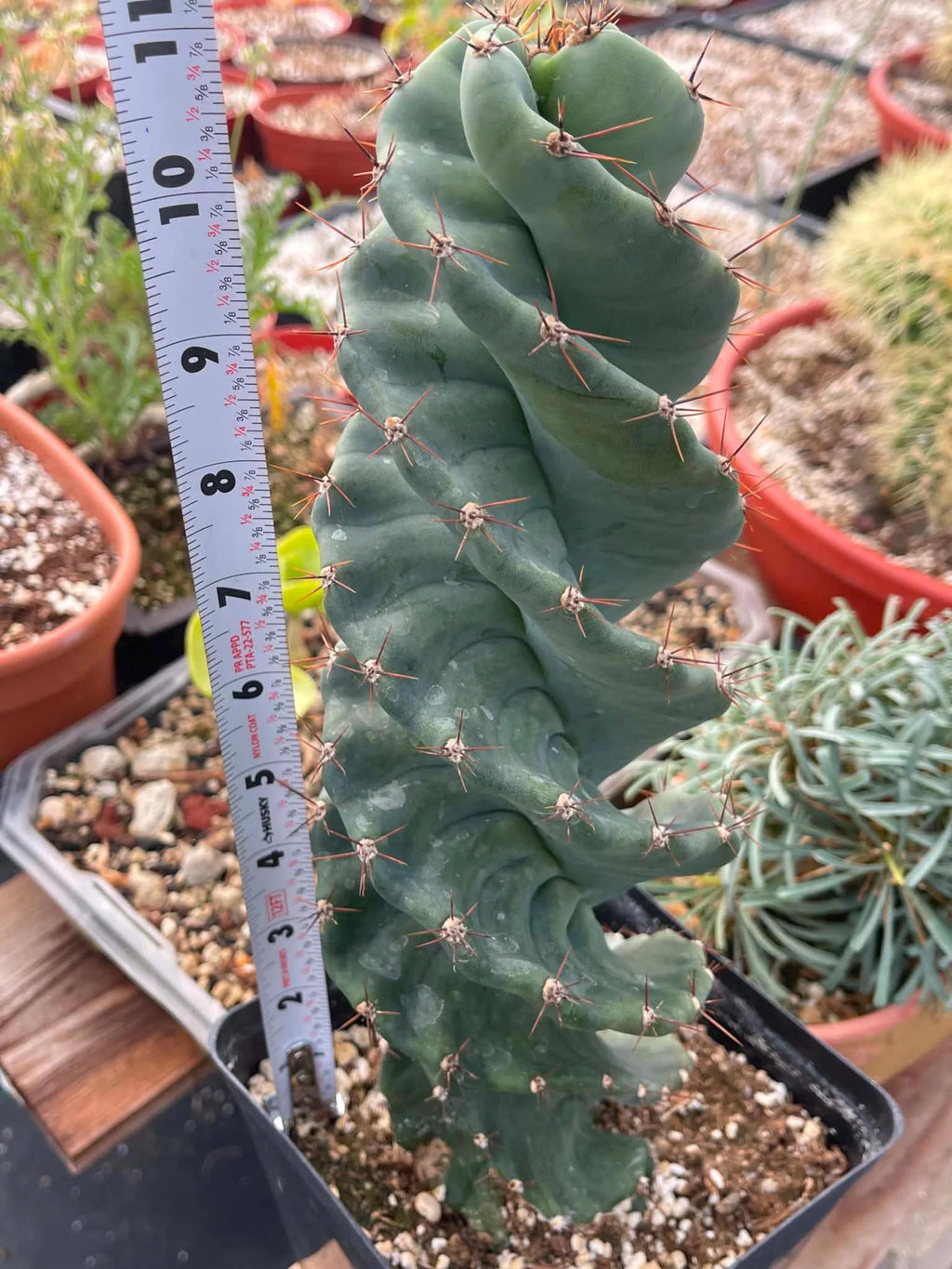 Spiral Cactus | Tall Columnar Live Cactus | Rare Collector Plant