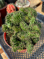 Crested Euphorbia Ammak | Rare Live Collector Succulent #183