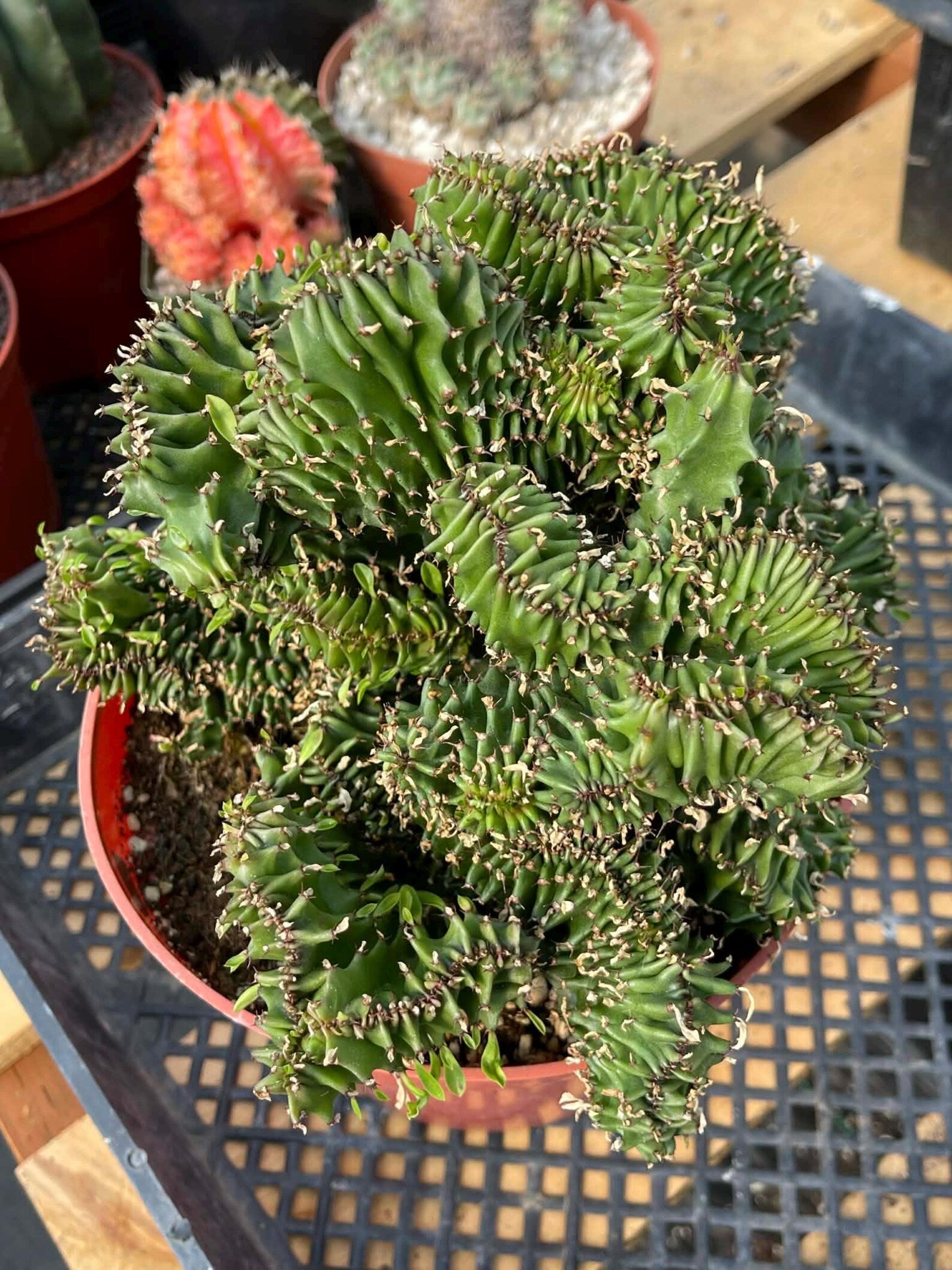 Crested Euphorbia Ammak | Rare Live Collector Succulent #183
