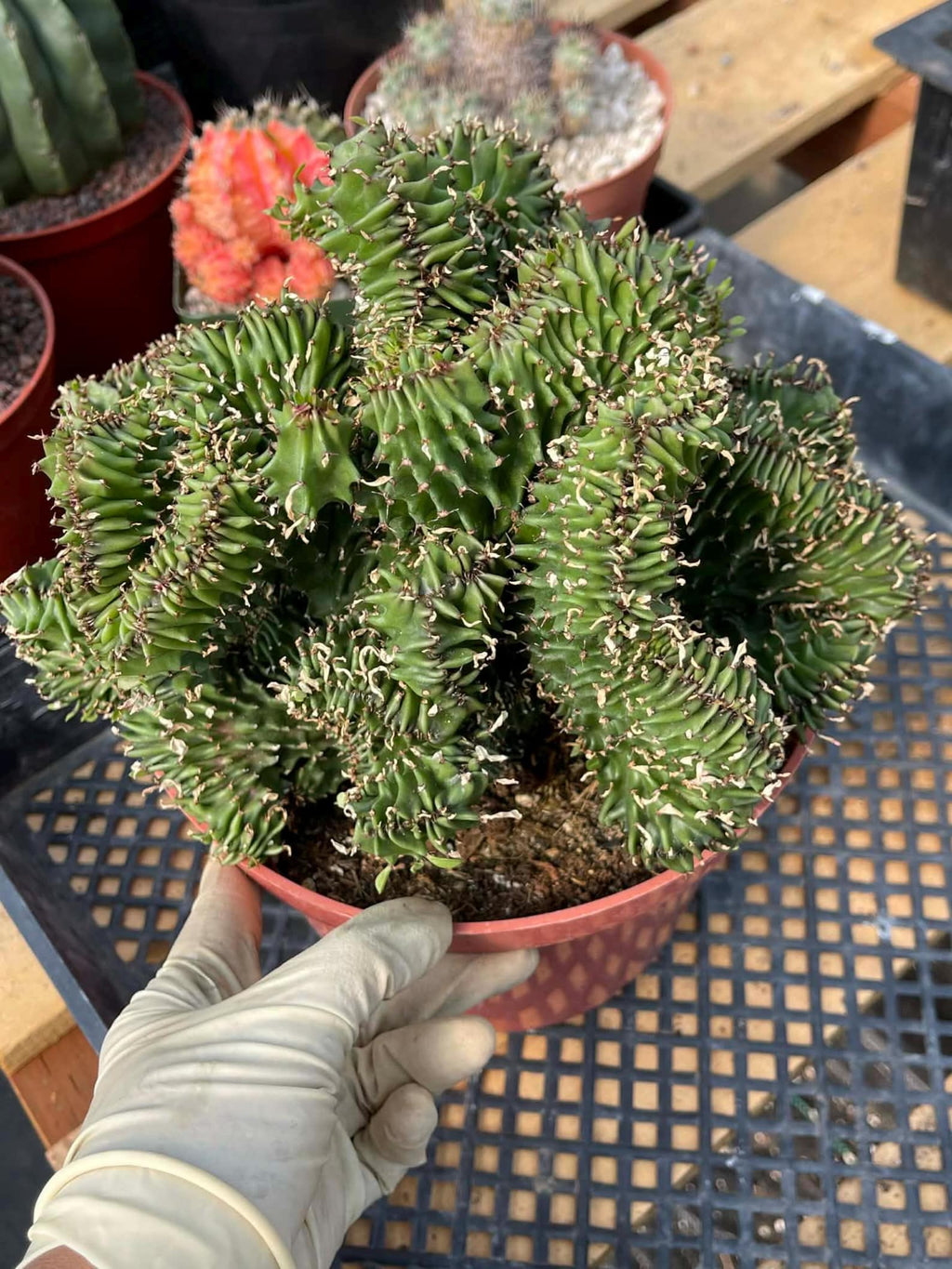 Crested Euphorbia Ammak | Rare Live Collector Succulent #183