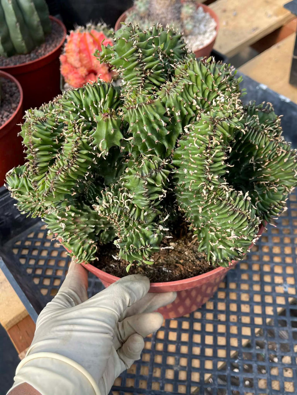 Crested Euphorbia Ammak | Rare Live Collector Succulent #183