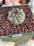 Copiapoa Cinerea Rare Seed Grown Live Cactus – Exact Collector Plant #868