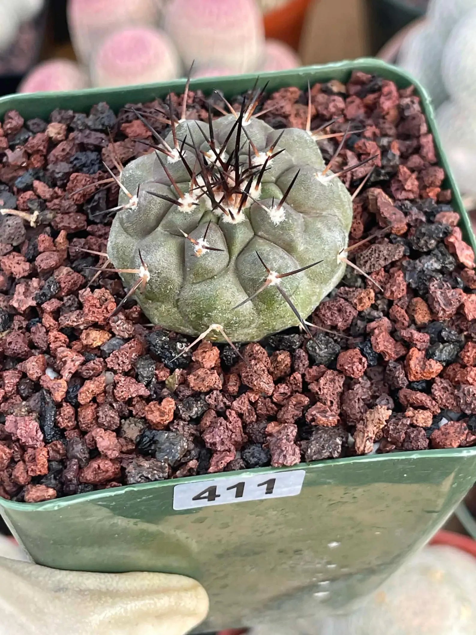 Copiapoa Cinerea Rare Seed Grown Live Cactus – Exact Collector Plant #868