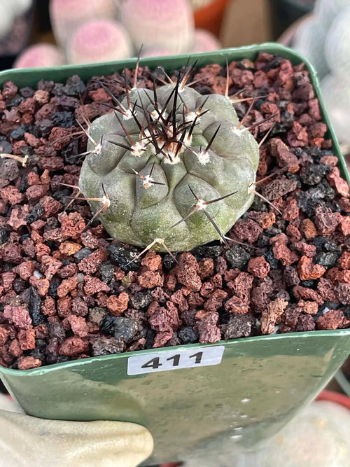 Copiapoa Cinerea Rare Seed Grown Live Cactus – Exact Collector Plant #868