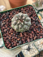 Copiapoa Cinerea Rare Seed Grown Live Cactus – Exact Collector Plant #868