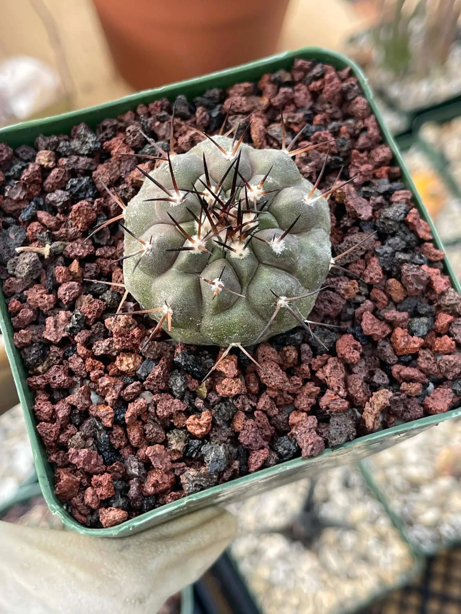 Copiapoa Cinerea Rare Seed Grown Live Cactus – Exact Collector Plant #868