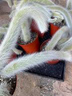 Hairy Monkey Tail Cactus | White Fuzzy Trailing Cactus | Live Succulent Cutting